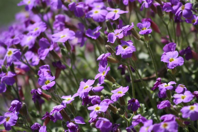 Aubrieta deltoidea o thessala?